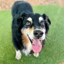 Thumbnail photo of Bandit #1