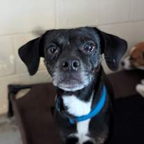 Thumbnail photo of Countess Amelia Orchidblossom #2