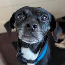 Thumbnail photo of Countess Amelia Orchidblossom #4