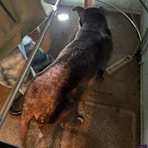 Thumbnail photo of Rico #2