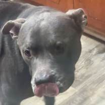 Thumbnail photo of Rico #3