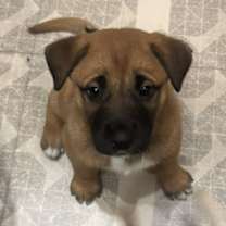 Thumbnail photo of Fuzzby #1