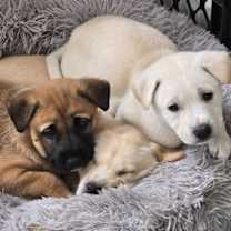 Thumbnail photo of Fuzzby #4