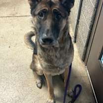 Thumbnail photo of Alta #2