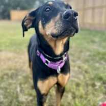 Thumbnail photo of Franny #1