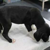 Thumbnail photo of Daydream #2