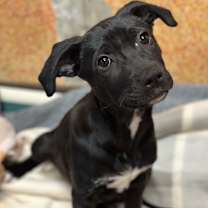 Thumbnail photo of Cypress - AVAILABLE #1