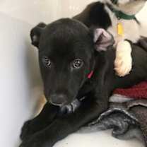 Thumbnail photo of Cypress - AVAILABLE #2