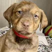 Thumbnail photo of Reeses #1