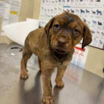 Thumbnail photo of Reeses #2