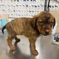 Thumbnail photo of Reeses #3