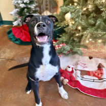 Thumbnail photo of Watermelon #1