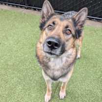 Thumbnail photo of Jax #1