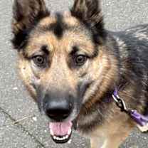 Thumbnail photo of Jax #3