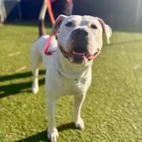 Thumbnail photo of Blue Buffalo #2