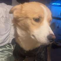 Thumbnail photo of Mochi #3