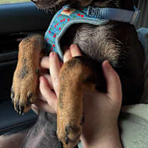 Thumbnail photo of Poppy #3