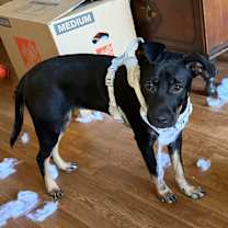 Thumbnail photo of Poppy #4