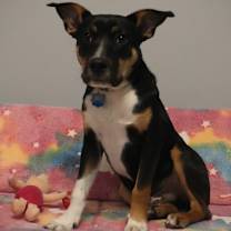 Thumbnail photo of Mac #1