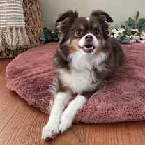 Thumbnail photo of Hazel #1