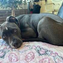 Thumbnail photo of Gobble Gobble #4