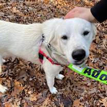 Thumbnail photo of Fortinbras #4