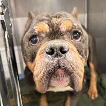 Thumbnail photo of Reggie ~ Coming Soon!!! #2