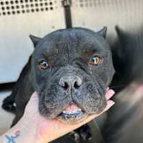 Thumbnail photo of Pup Tart #1