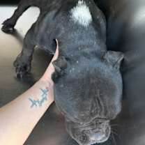 Thumbnail photo of Pup Tart #2