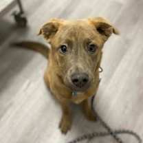 Thumbnail photo of Ollie #1