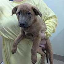 Thumbnail photo of Ollie #2