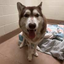 Thumbnail photo of RED #1