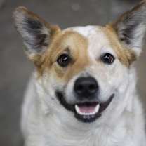 Thumbnail photo of Journi #1