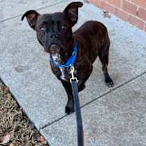 Thumbnail photo of Bonnie #2