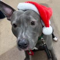 Thumbnail photo of Riley fka Princess #1