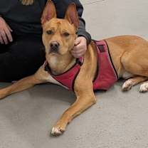 Thumbnail photo of Scrappy Doo #1