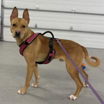 Thumbnail photo of Scrappy Doo #2