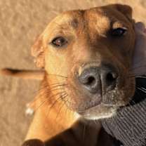 Thumbnail photo of Dearie KA #4