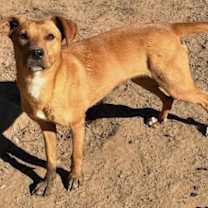 Thumbnail photo of Dearie KA #3