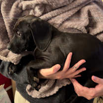 Thumbnail photo of Blitzen #1