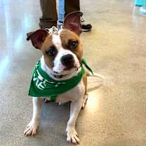 Thumbnail photo of Biscotti #1