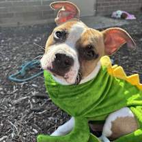 Thumbnail photo of Biscotti #2