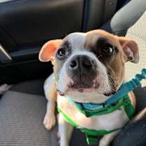 Thumbnail photo of Biscotti #4