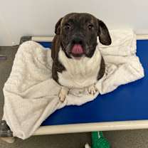 Thumbnail photo of Roulette #3