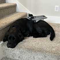 Thumbnail photo of Kai #3