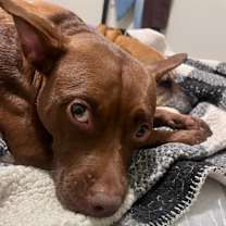 Thumbnail photo of Cindy Lou #4