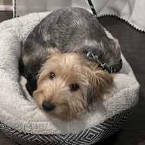 Thumbnail photo of Copper #2