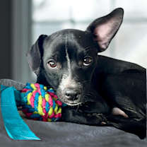 Thumbnail photo of Dakota #1