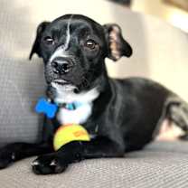 Thumbnail photo of Dakota #2