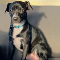 Thumbnail photo of Dakota #4